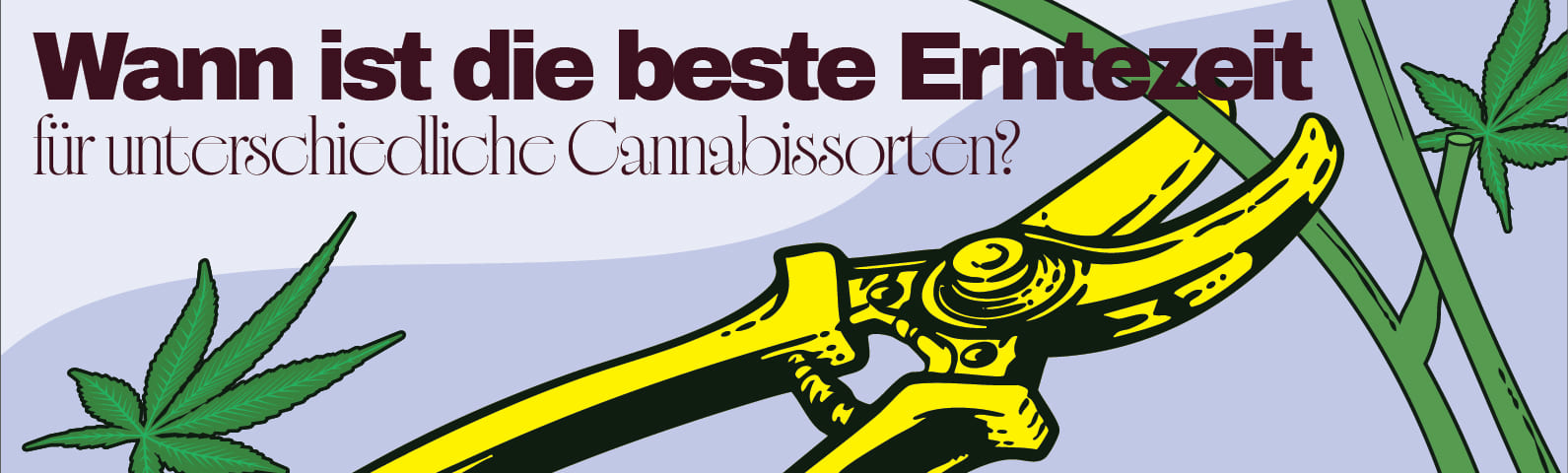 Wann ist die beste Erntezeit für unterschiedliche Cannabissorten?
